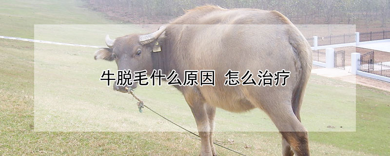 牛脱毛什么原因 牛脱毛怎么了