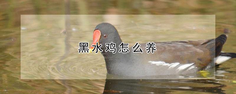黑水鸡怎么养 黑水鸡怎么养活