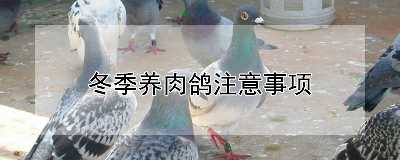 冬季养肉鸽注意事项 冬季养肉鸽注意事项和禁忌
