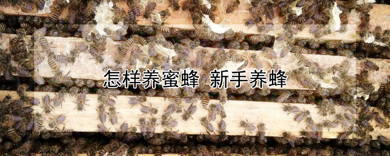 怎样养蜜蜂 怎样养蜜蜂才不会逃跑