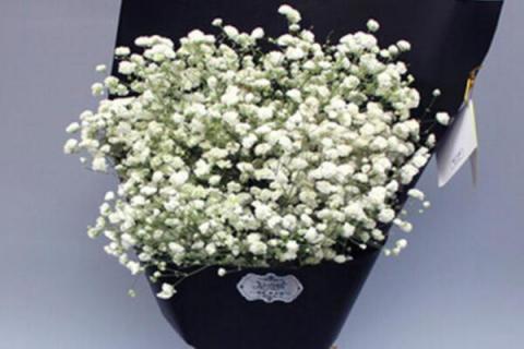 满天星送恋人可以吗