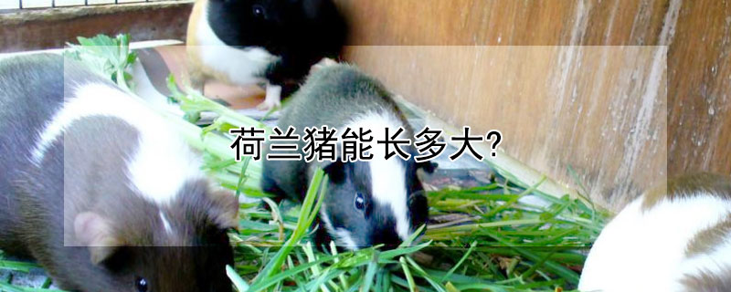 荷兰猪能长多大?（国产荷兰猪能长多大）