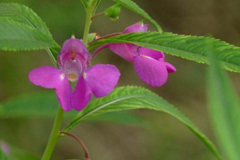 凤仙花可以放室内吗