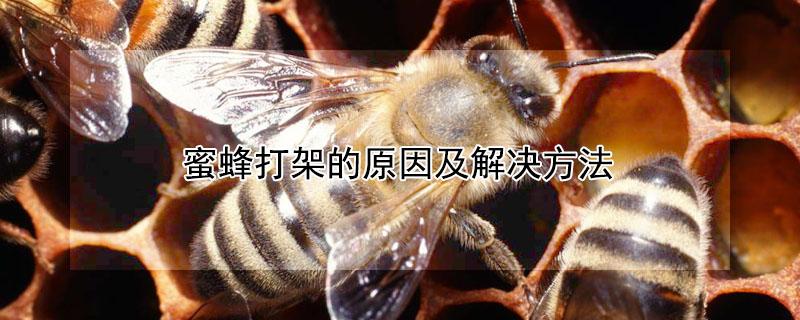 蜜蜂打架的原因及解决方法 蜜蜂打架是什么原因?