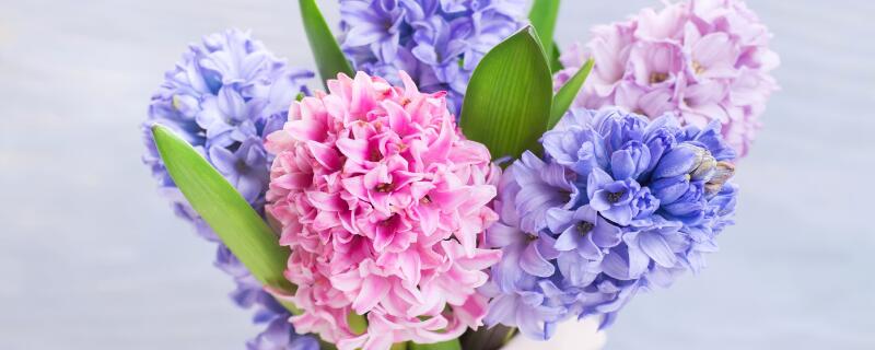 南方适合种什么花（3月南方适合种什么花）