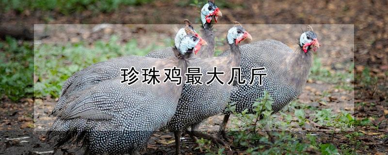 珍珠鸡最大几斤（珍珠鸡市场价多少一只）