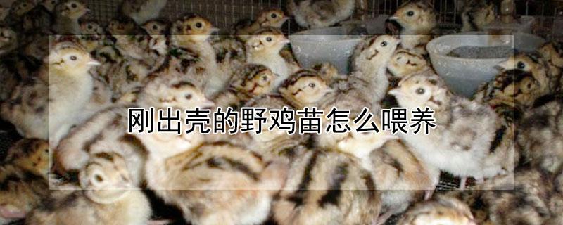 刚出壳的野鸡苗怎么喂养 刚出壳的野鸡怎样饲养