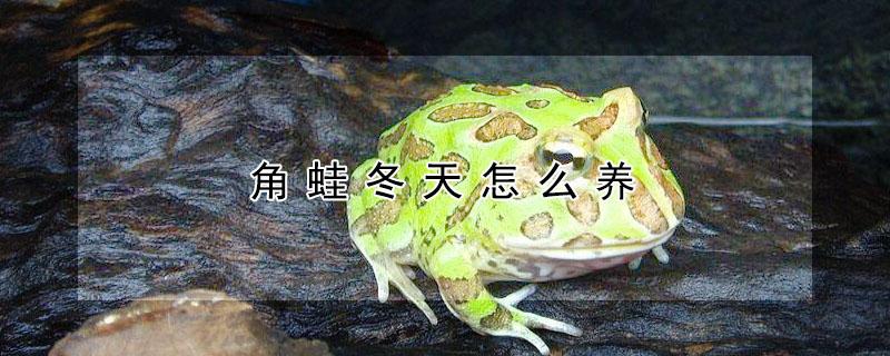 角蛙冬天怎么养（角蛙冬天怎么养殖）