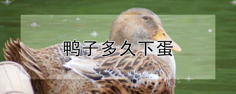 鸭子多久下蛋（母鸭初次下蛋前兆）