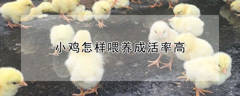 小鸡怎样喂养成活率高（小鸡怎么养才能养活）