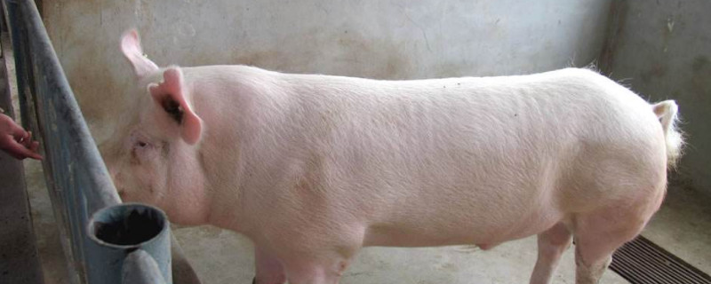 怎样识别二元母猪（怎样识别二元母猪视频）