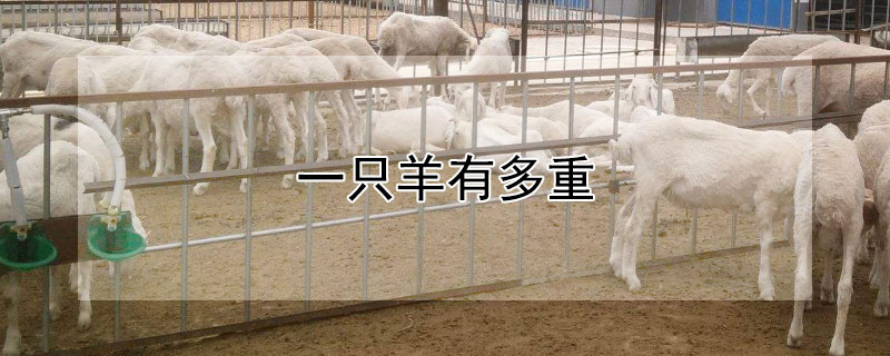 一只羊有多重 一只羊有多重,能宰多少肉