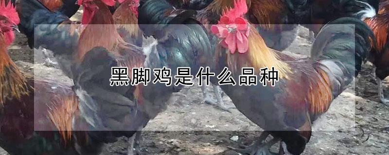 黑脚鸡是什么品种 黑腿鸡多少钱一斤价格