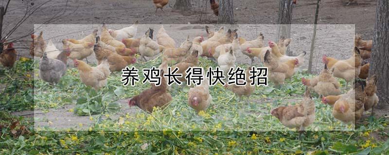 养鸡长得快绝招（养鸡长得快的5大方法）