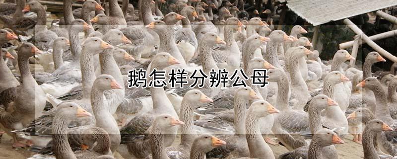 鹅怎样分辨公母 成年鹅的公母鉴别方法