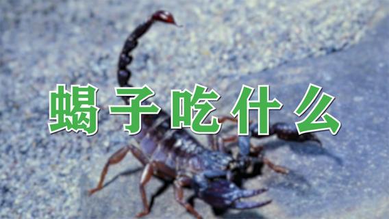蝎子吃什么 蝎子吃什么食物为主