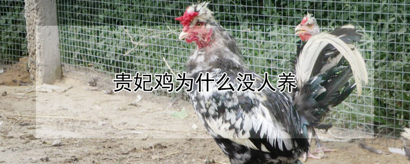 贵妃鸡为什么没人养（五黑鸡和贵妃鸡哪个下蛋多）