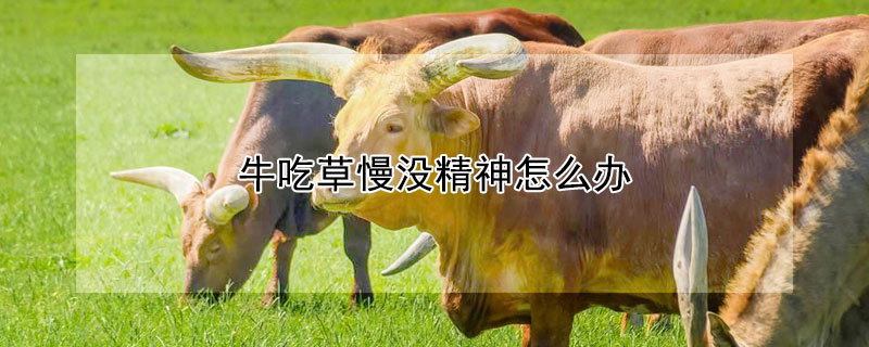 牛吃草慢没精神怎么办（牛吃草慢怎么回事）