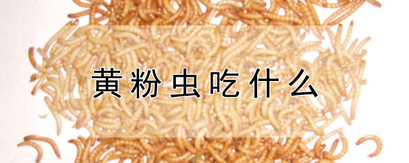 黄粉虫吃什么 黄粉虫吃什么饲料