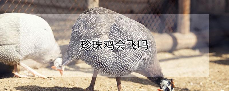 珍珠鸡会飞吗 珍珠鸡为什么没人养