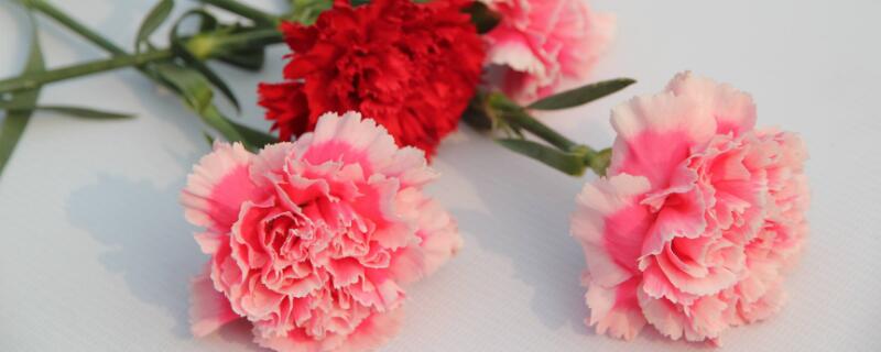 看病人送什么花（看病人送什么花合适图片）