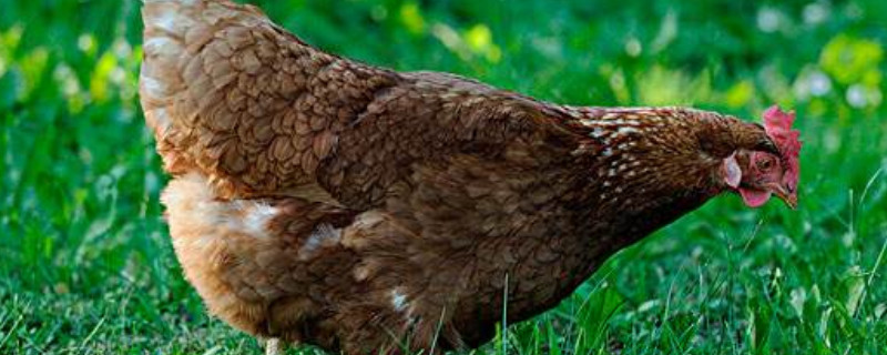 鸡怎么养殖（鹧鸪鸡怎么养殖）