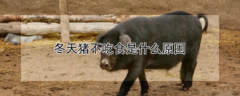 冬天猪不吃食是什么原因（冬天猪不吃食是什么原因引起的）