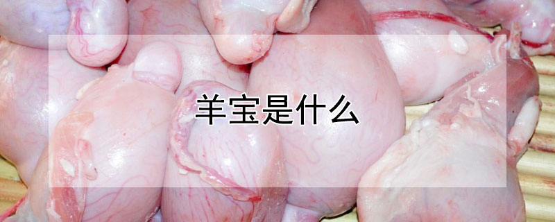 羊宝是什么（羊宝的功效和价值）