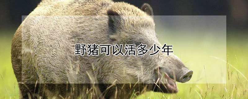 野猪可以活多少年（野猪能活多少年的寿命）