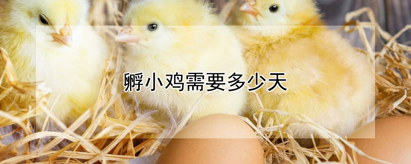 孵小鸡需要多少天 鸡妈妈孵小鸡需要多少天
