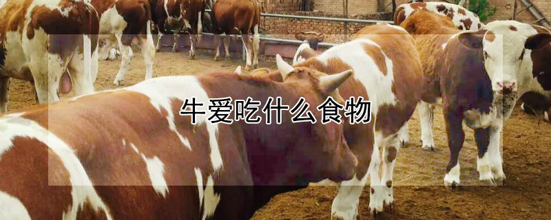 牛爱吃什么食物 牛爱吃什么食物图片