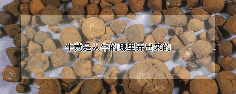 牛黄是从牛的哪里弄出来的（天然牛黄12万元一克）