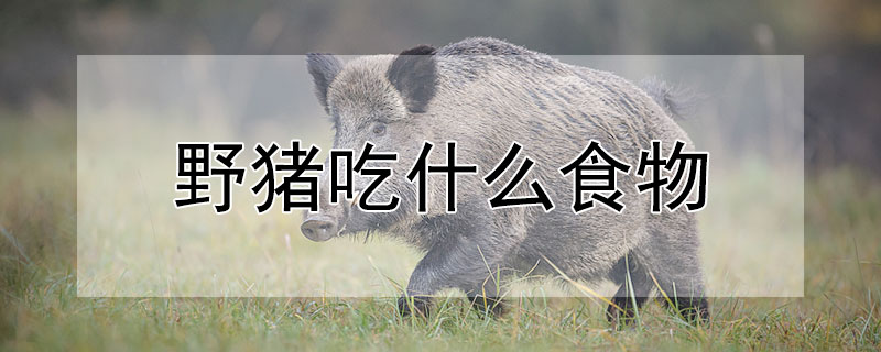 野猪吃什么食物（魔兽野猪吃什么食物）