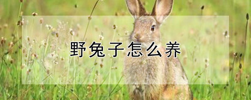 野兔子怎么养 兔子怎么养