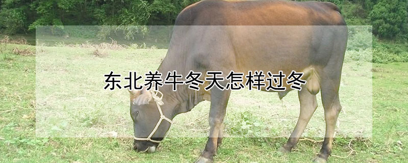 东北养牛冬天怎样过冬（东北冬天养牛怎么取暖）