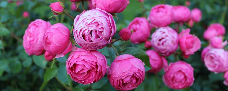 丰花月季品种有哪些（丰花月季品种有哪些名字）
