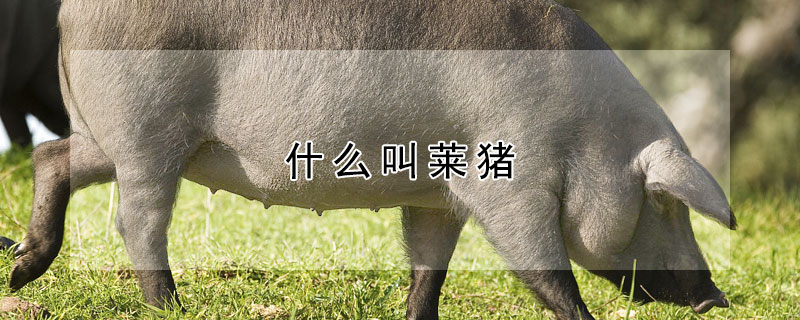 什么叫莱猪 什么叫莱猪?
