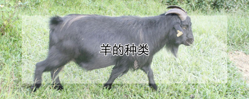 羊的种类（羊的种类和品种图片大全）