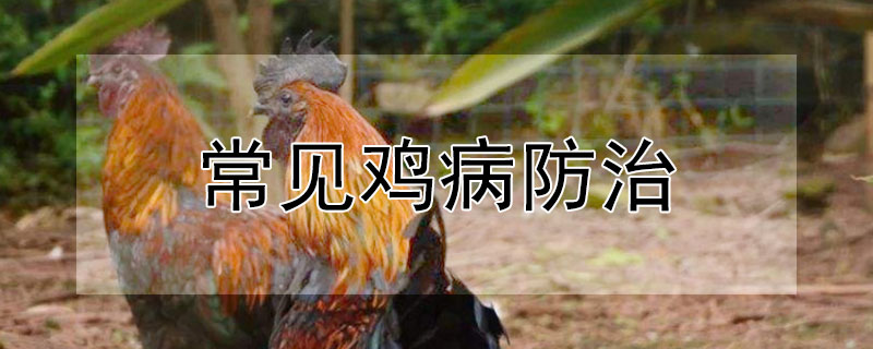 常见鸡病防治（常见鸡病防治问答）