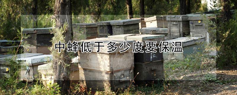 中蜂低于多少度要保温（中蜂多少度不需要保温）