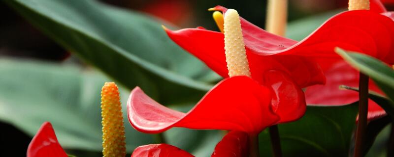 乔迁之喜送什么植物（乔迁之喜送什么植物好）