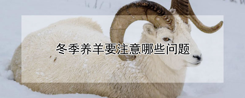 冬季养羊要注意哪些问题 冬季养羊需要注意什么