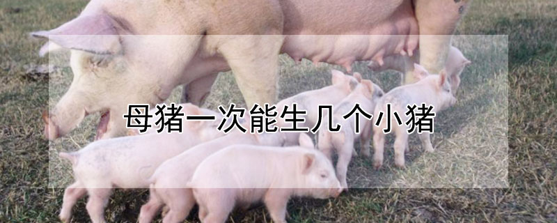 母猪一次能生几个小猪 母猪一次可以生几个