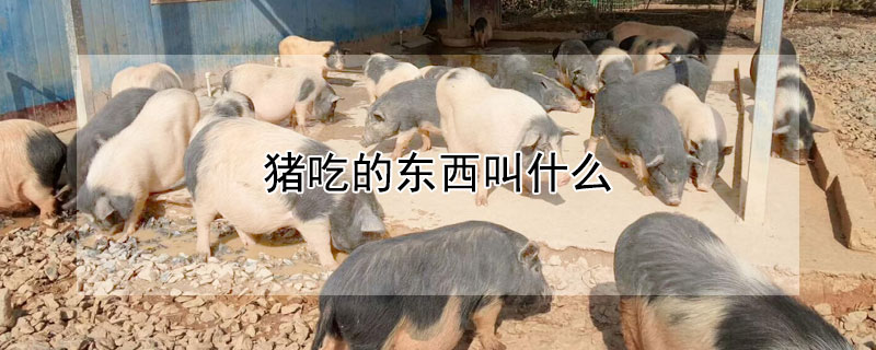 猪吃的东西叫什么 猪吃的东西叫什么垃圾