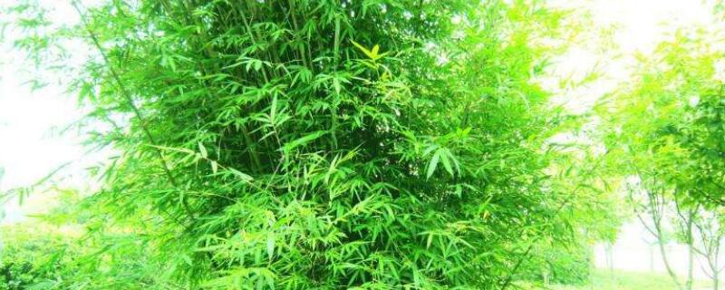 早园竹和青竹区别（早园竹和青竹区别图片）