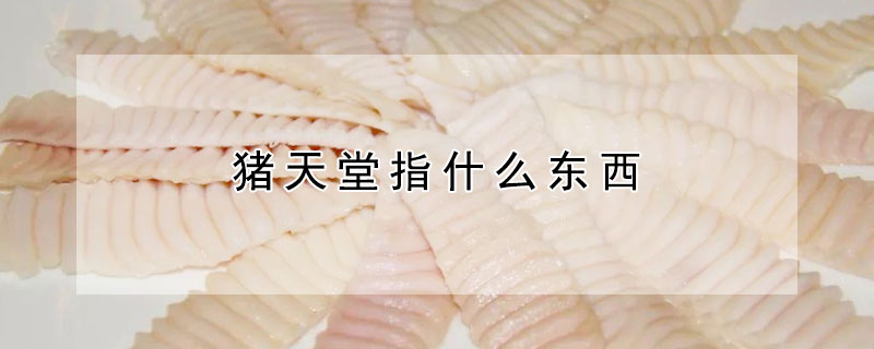 猪天堂指什么东西（猪天堂又叫什么名字）