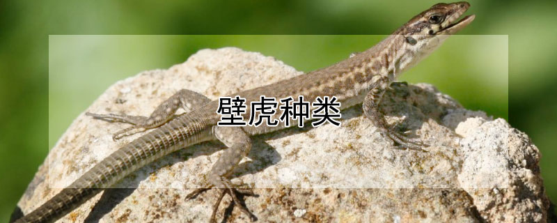 壁虎种类（壁虎种类大全图片）