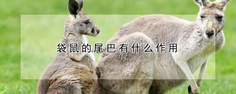 袋鼠的尾巴有什么作用 袋鼠的尾巴有什么作用一年级