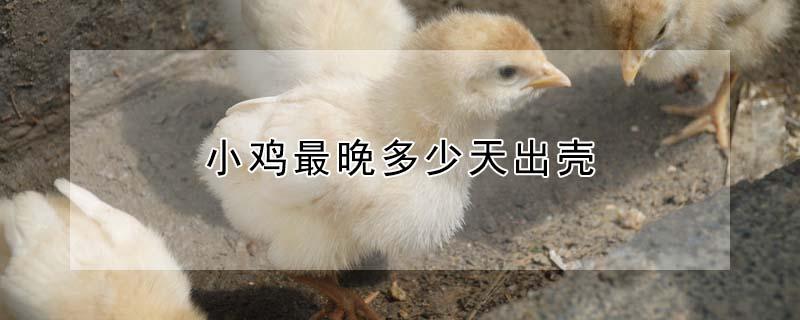 小鸡最晚多少天出壳 水床孵化小鸡最晚多少天出壳