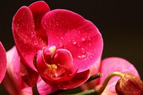 过年摆什么花好